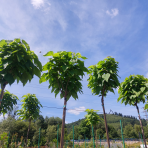 Katalpa bignóniovitá (Catalpa bignonioides) ´NANA´ - výška 290-320 cm, obvod kmeňa 8/10 cm, kont. C30L